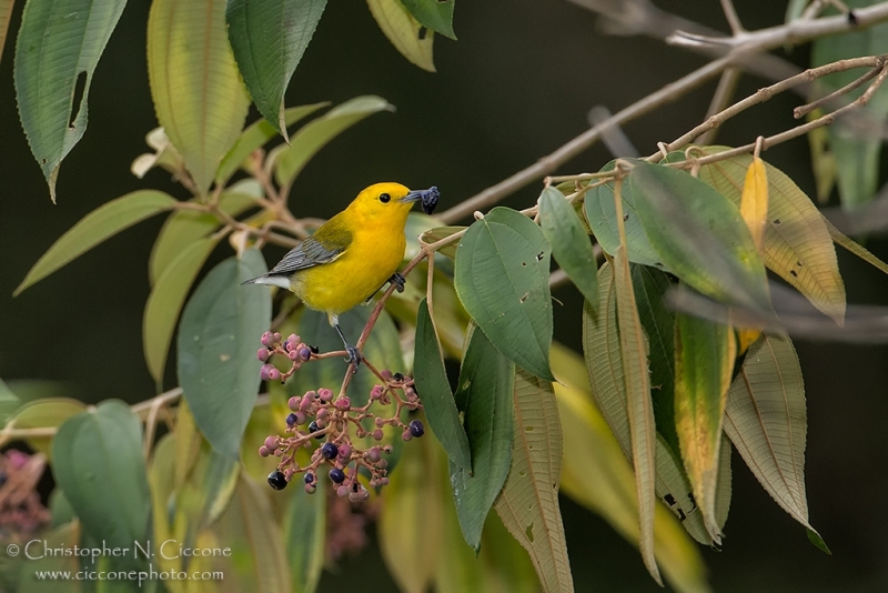 Prothonotary Warbler