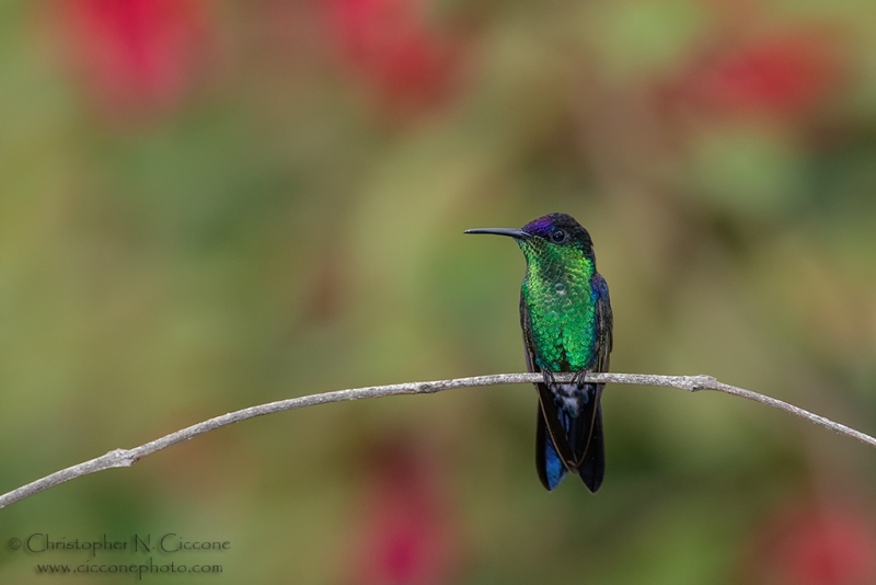 Violet-crowned Woodnymph