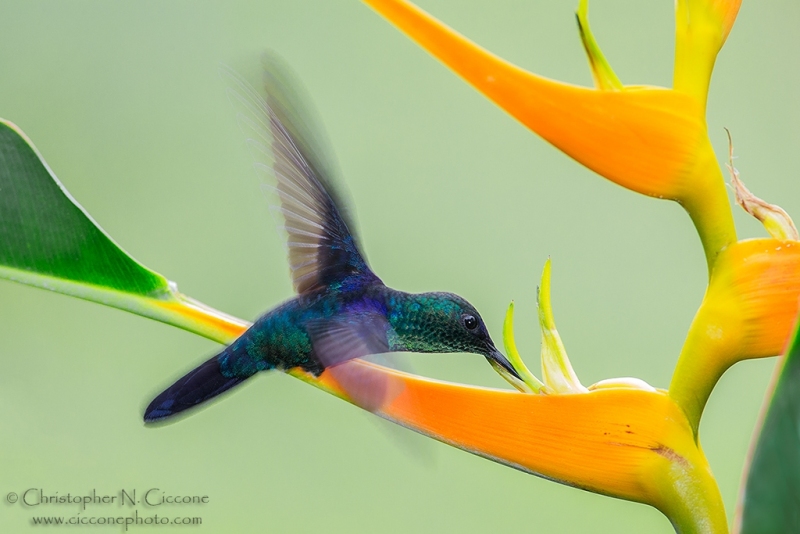 Violet-crowned Woodnymph