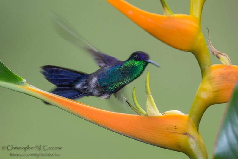 Violet-crowned Woodnymph