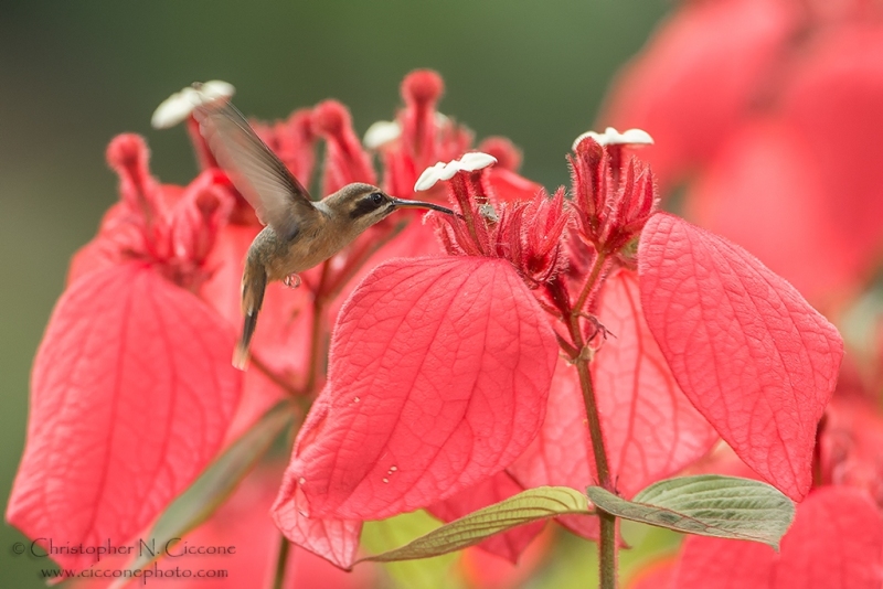 Stripe-throated Hermit