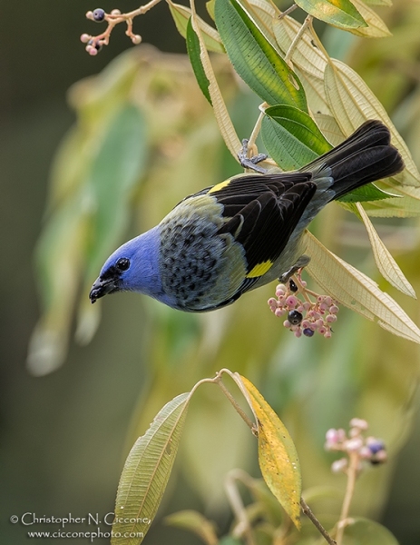 Yellow-winged Tanager