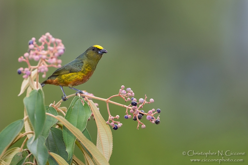 Olive-backed Euphonia