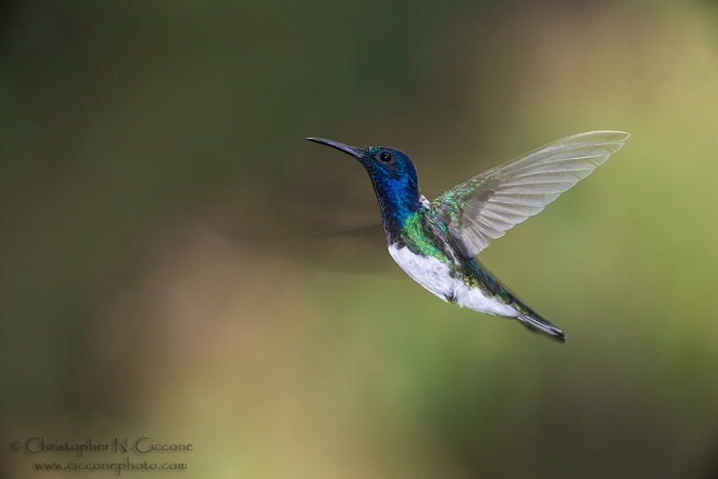 White-necked Jacobin