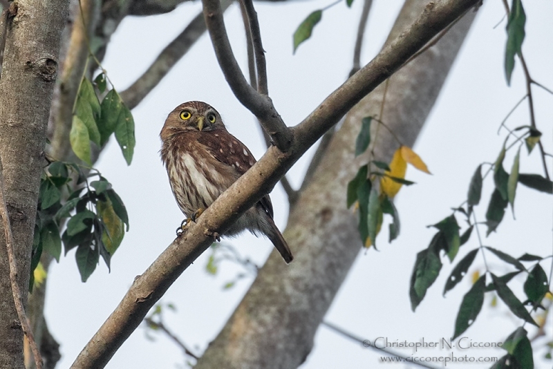 Ferruginous Pygmy-Owl