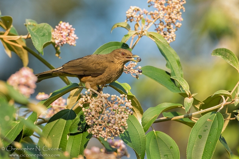 Clay-colored Thrush