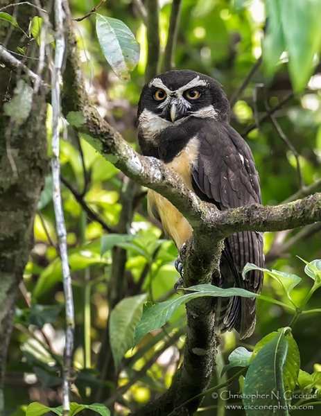 Spectacled Owl