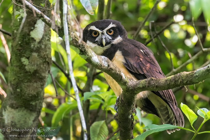 Spectacled Owl