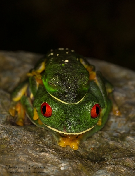 Red-eyed Tree Frog