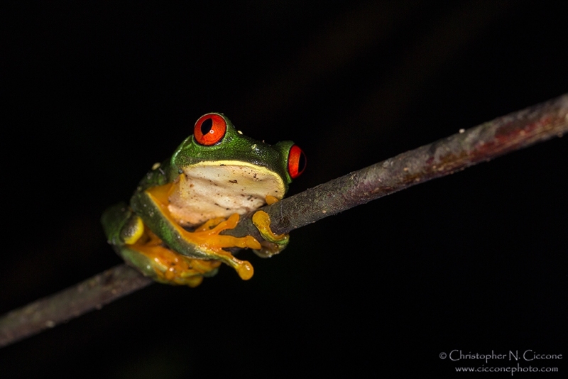 Red-eyed Tree Frog