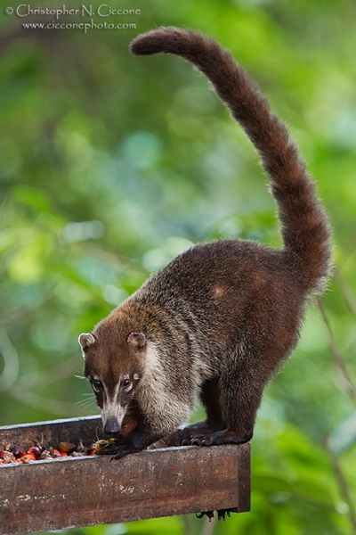 White-nosed Coati