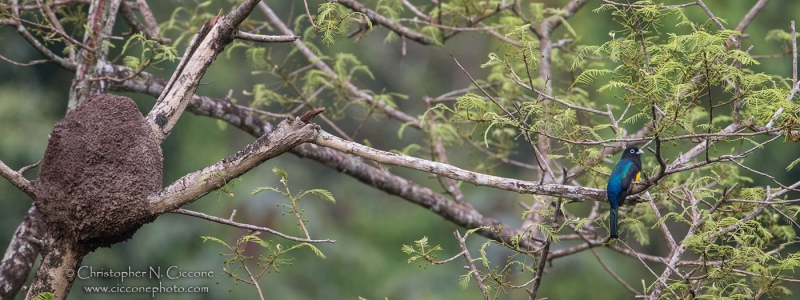 White-tailed Trogon
