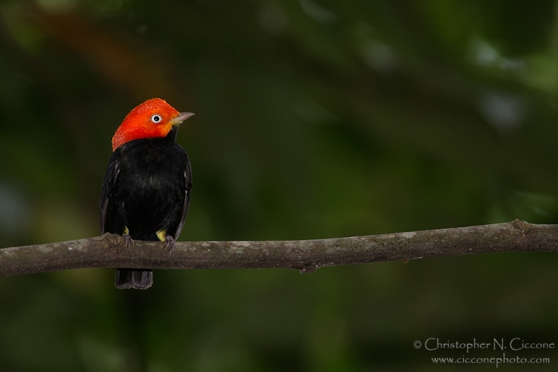 Red-capped Manakin