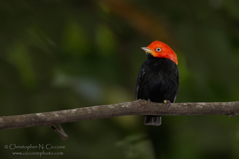 Red-capped Manakin