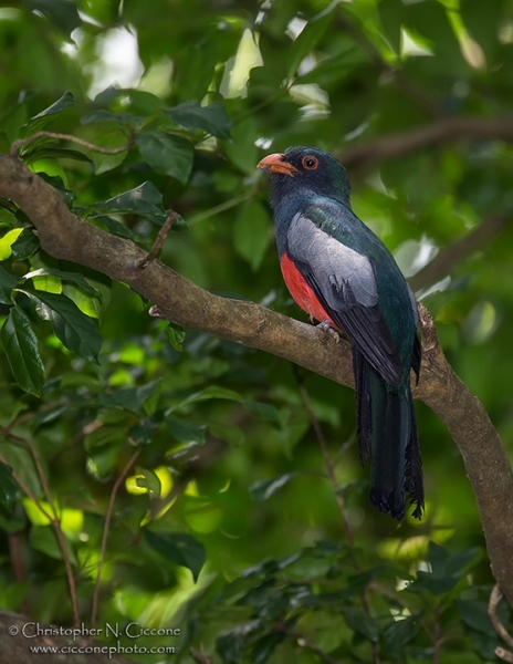 Slaty-tailed Trogon