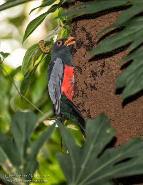 Slaty-tailed Trogon