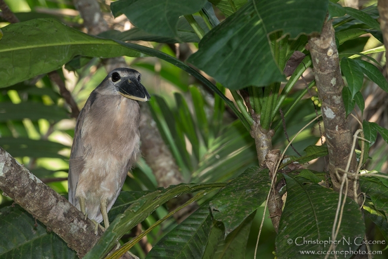 Boat-billed Heron