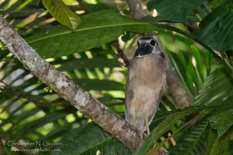 Boat-billed Heron