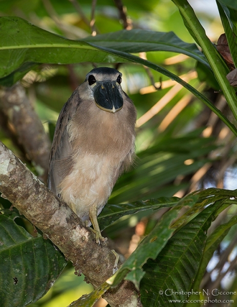 Boat-billed Heron