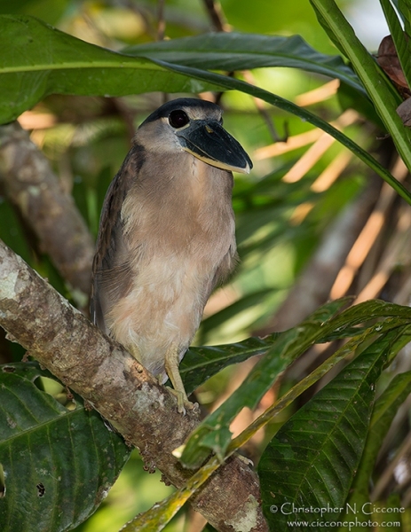 Boat-billed Heron