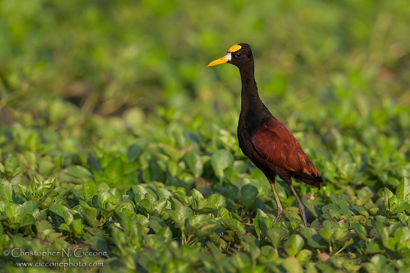 Northern Jacana