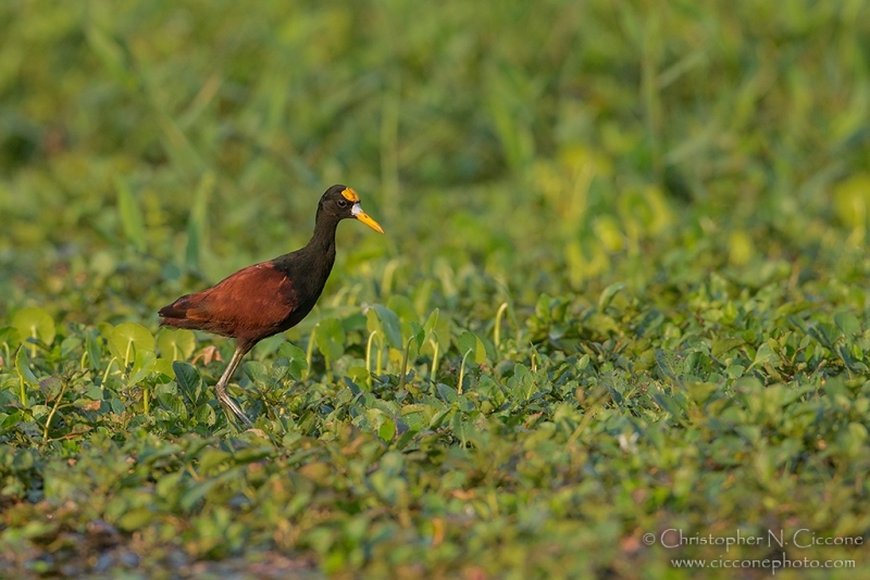 Northern Jacana