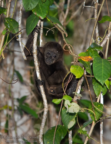 Howler Monkey baby