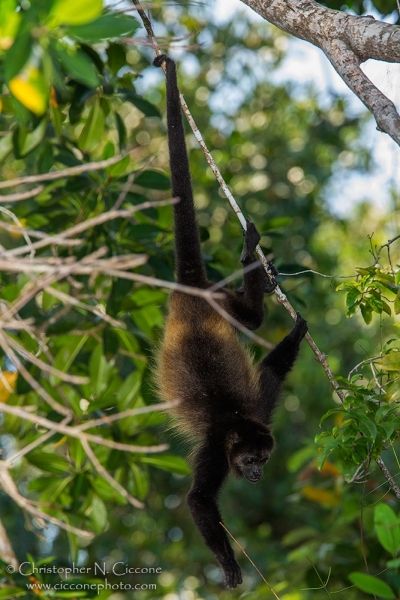 Howler Monkey