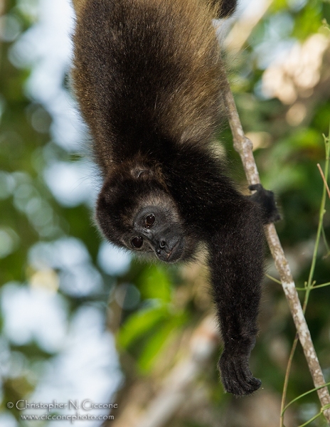 Howler Monkey