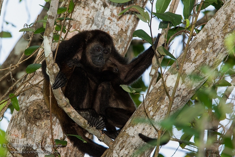 Howler Monkey