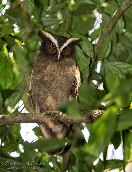 Crested Owl