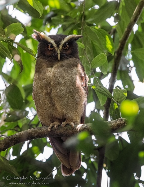 Crested Owl