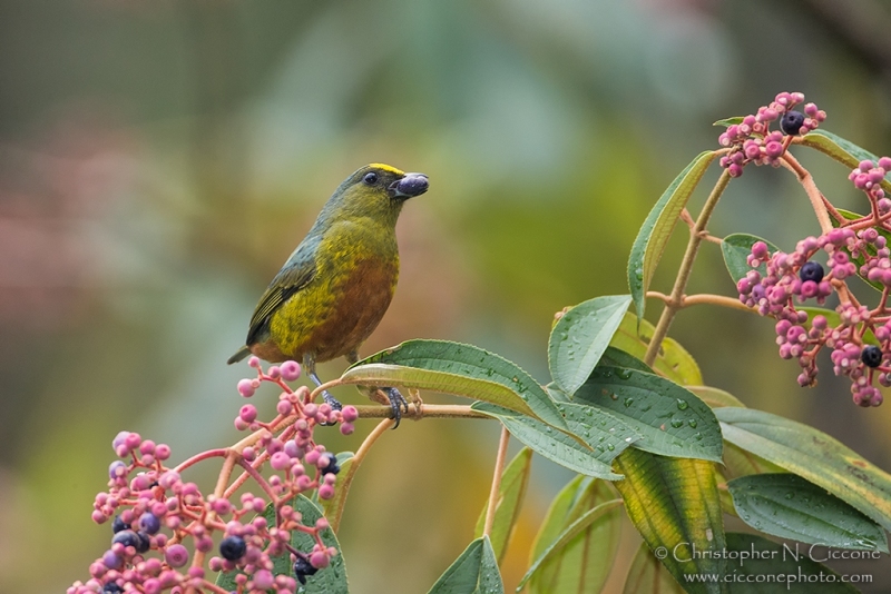 Olive-backed Euphonia