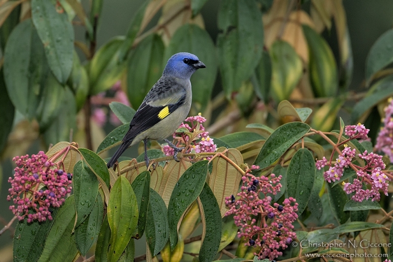 Yellow-winged Tanager