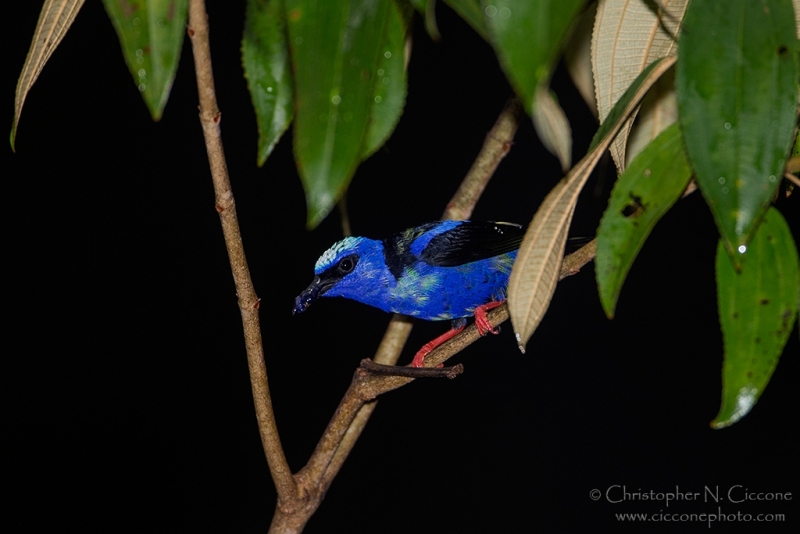 Red-legged Honeycreeper