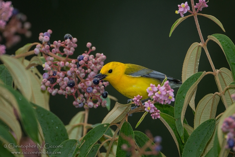 Prothonotary Warbler