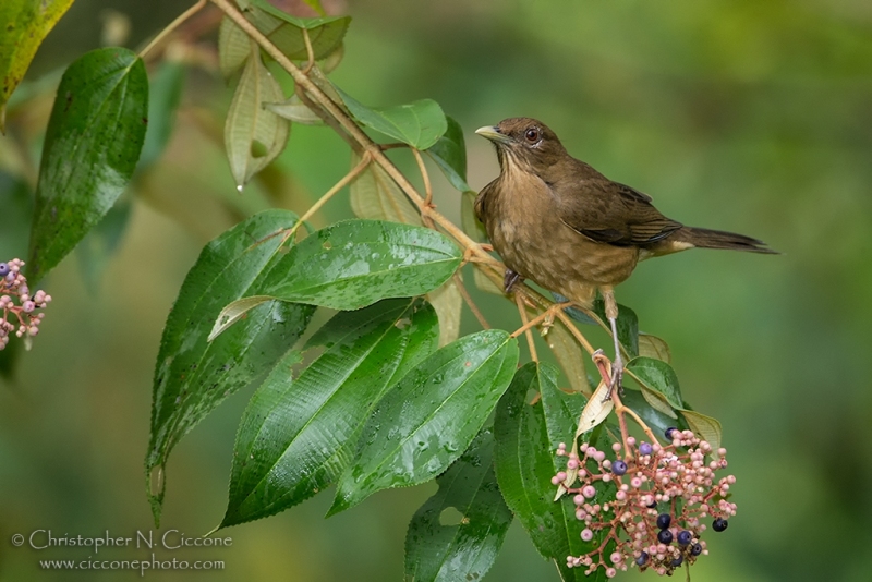 Clay-colored Thrush