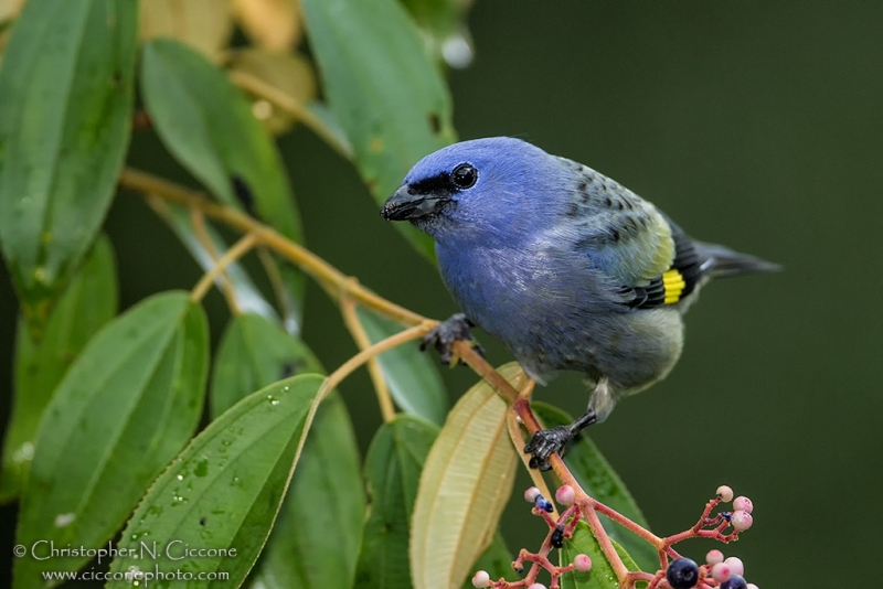 Yellow-winged Tanager