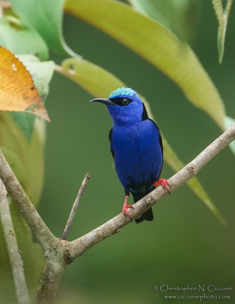 Red-legged Honeycreeper