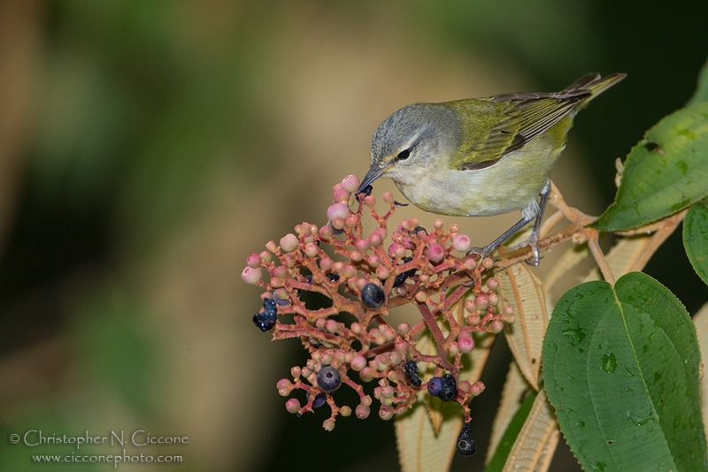 Tennessee Warbler