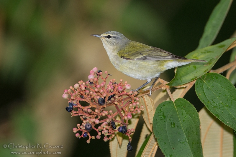 Tennessee Warbler