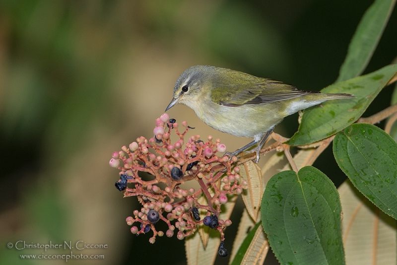 Tennessee Warbler