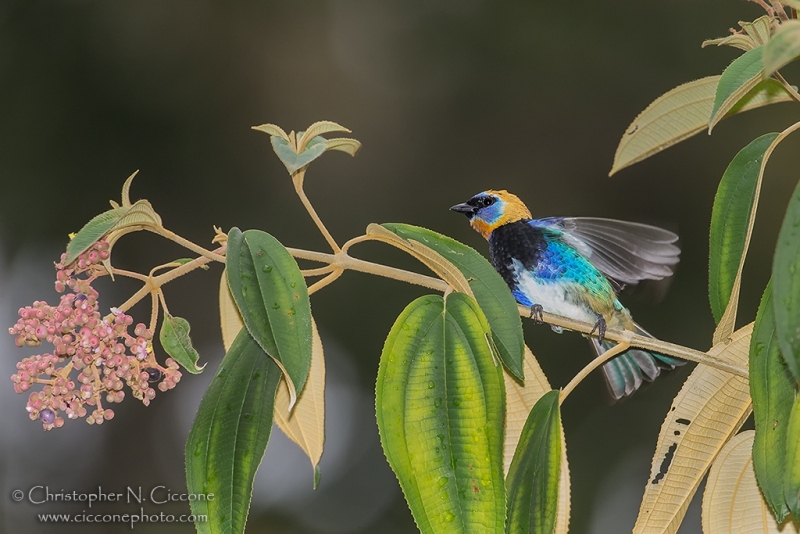 Golden-hooded Tanager