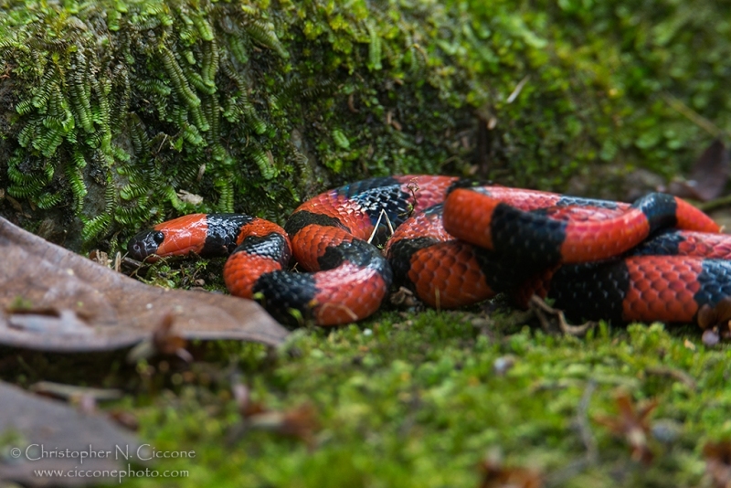 Coral Snake