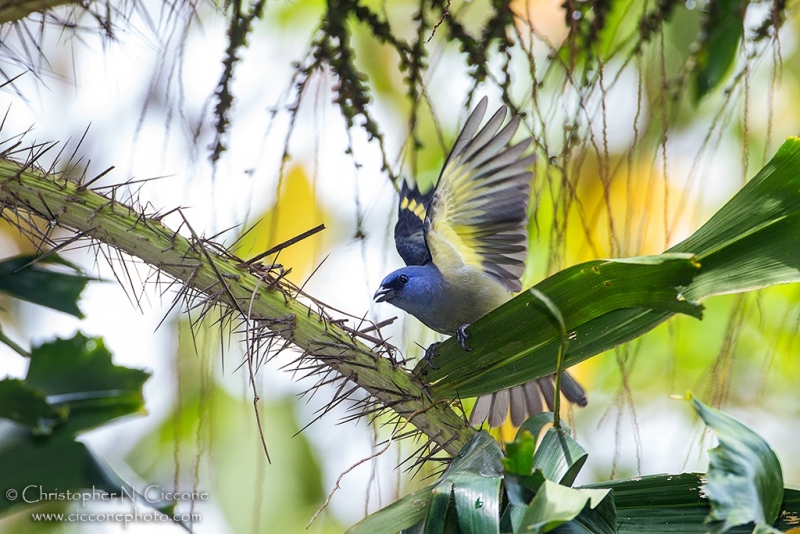 Yellow-winged Tanager