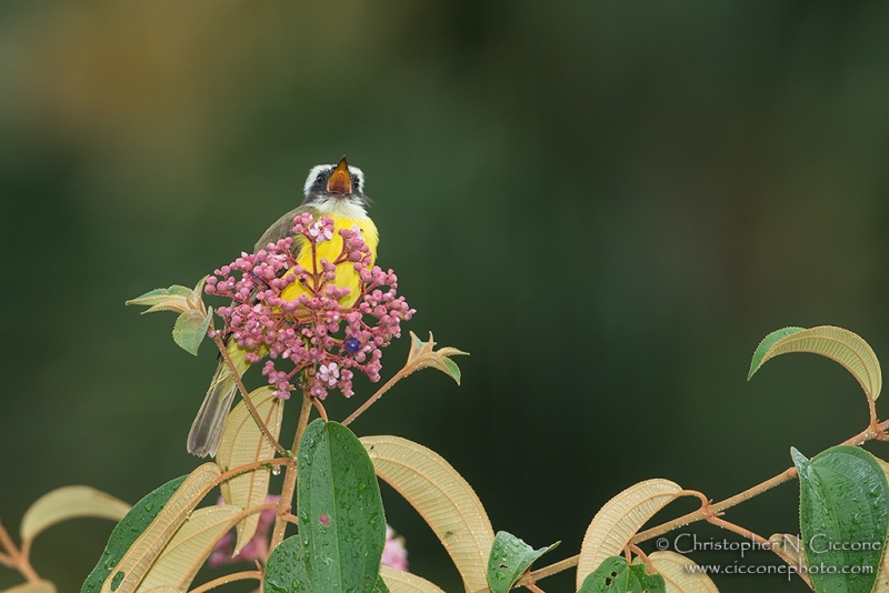 Social Flycatcher