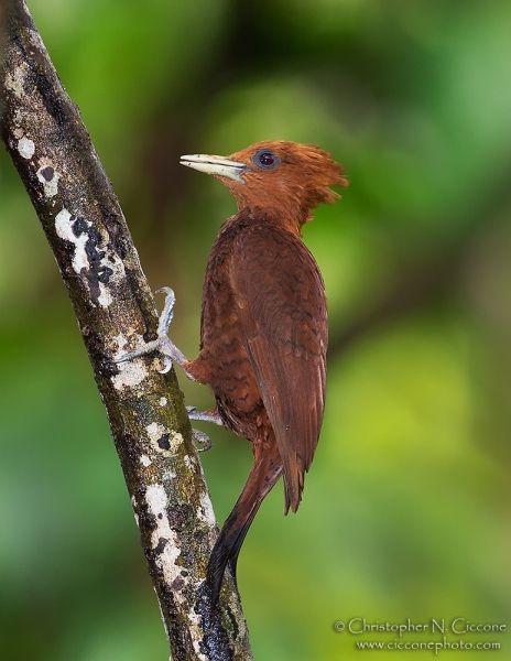 Chestnut-colored Woodpecker