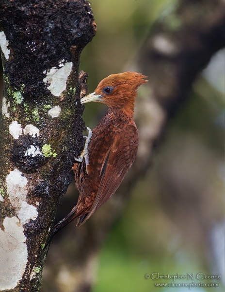 Chestnut-colored Woodpecker