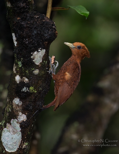 Chestnut-colored Woodpecker