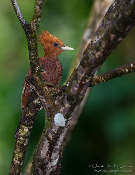 Chestnut-colored Woodpecker